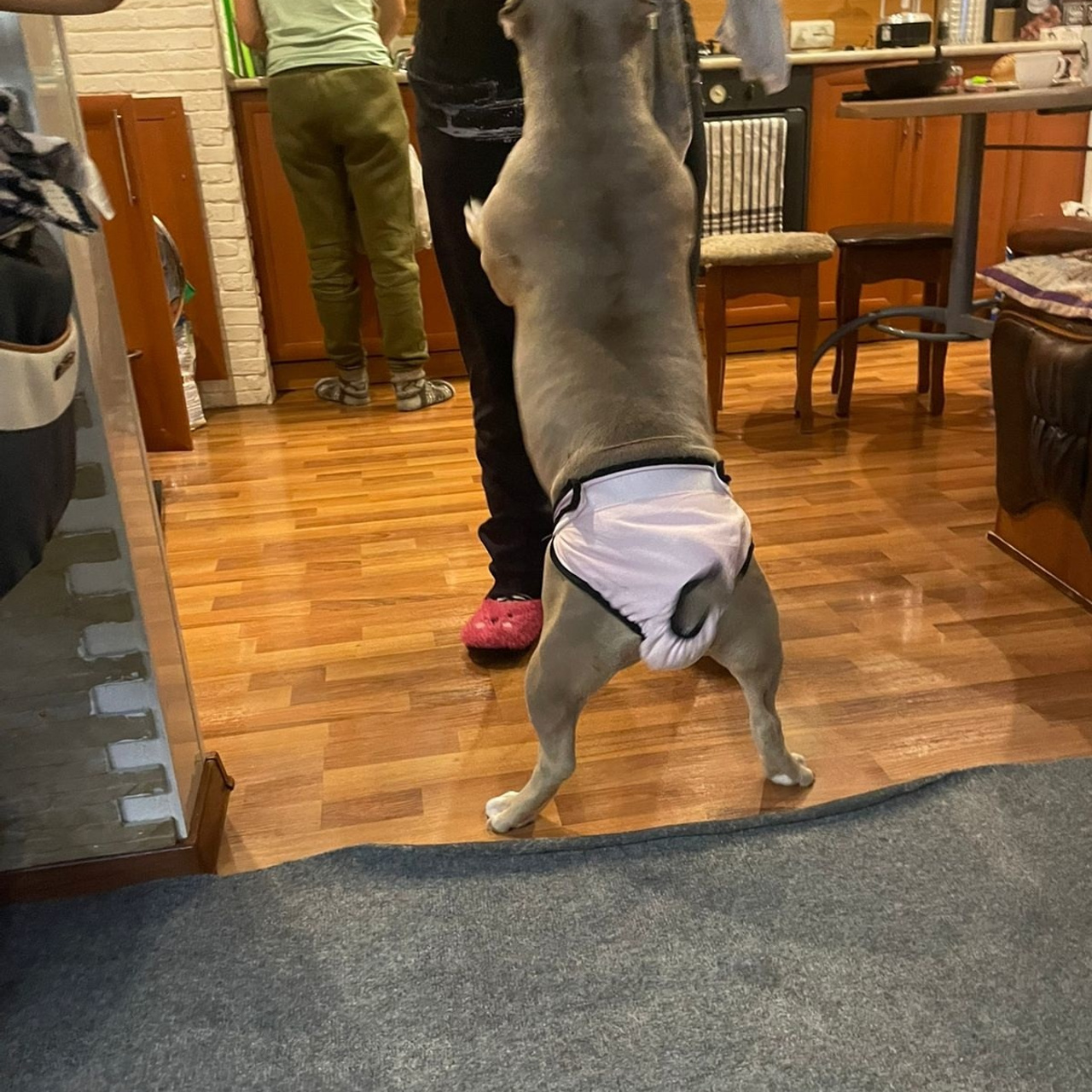 Фото галлерея американских булли. ПИТОМНИК СОБАК ПОРОДЫ АМЕРИКАНСКИЙ БУЛЛИ