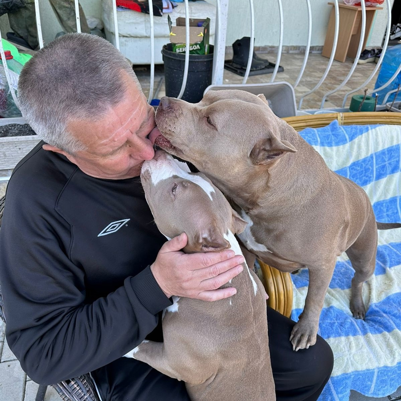 Фото галлерея американских булли. ПИТОМНИК СОБАК ПОРОДЫ АМЕРИКАНСКИЙ БУЛЛИ