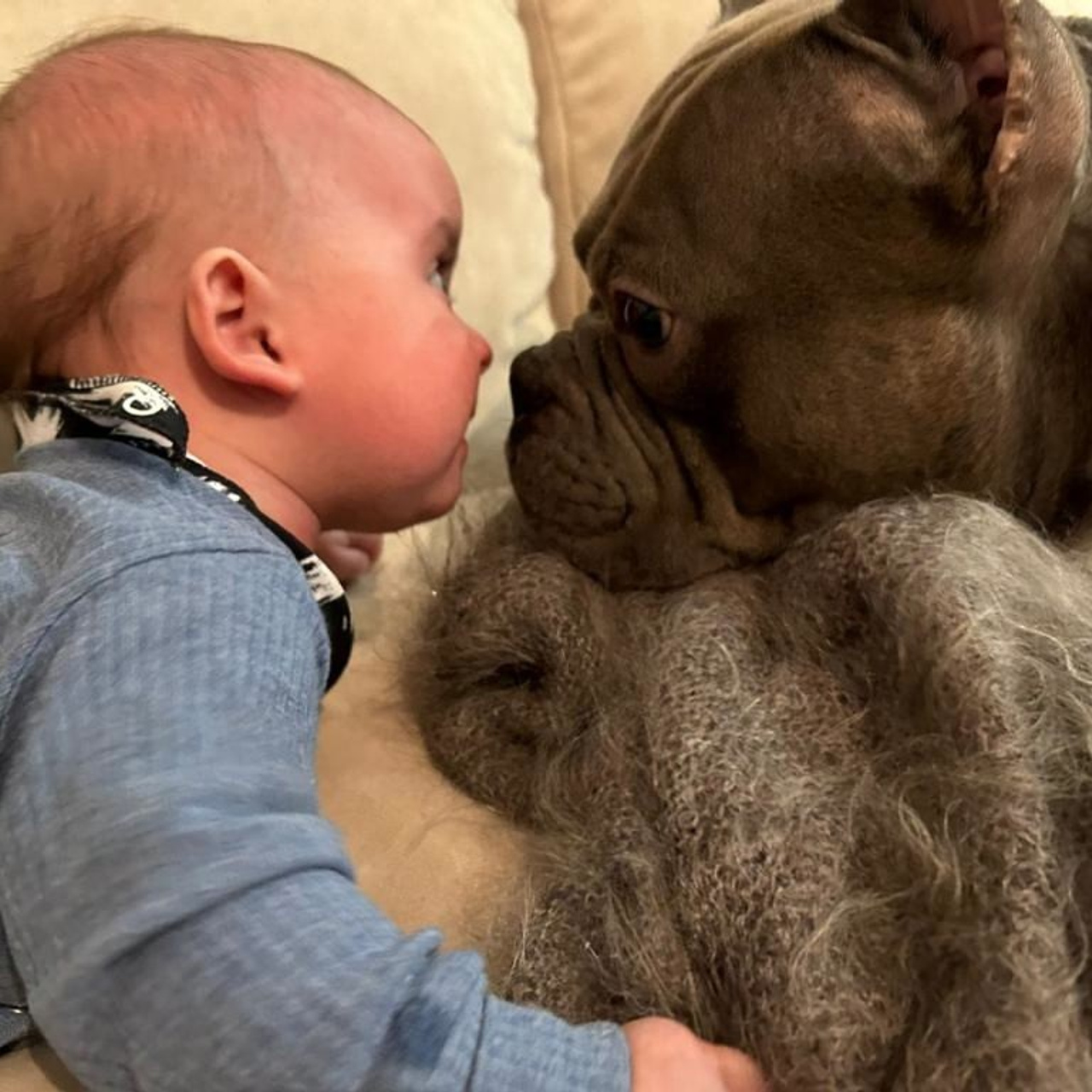 Фото галлерея американских булли. ПИТОМНИК СОБАК ПОРОДЫ АМЕРИКАНСКИЙ БУЛЛИ