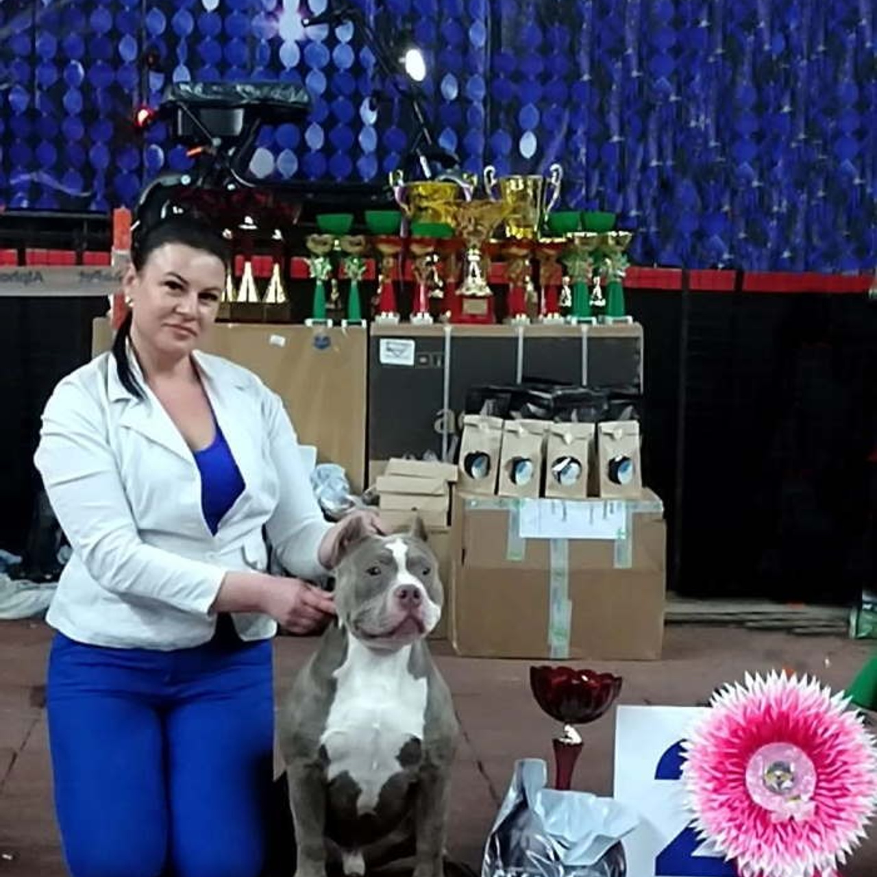 Фото галлерея американских булли. ПИТОМНИК СОБАК ПОРОДЫ АМЕРИКАНСКИЙ БУЛЛИ