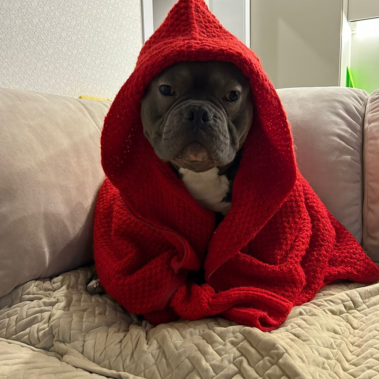 Фото галлерея американских булли. ПИТОМНИК СОБАК ПОРОДЫ АМЕРИКАНСКИЙ БУЛЛИ