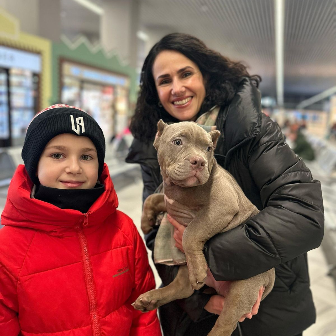 Фото галлерея американских булли. ПИТОМНИК СОБАК ПОРОДЫ АМЕРИКАНСКИЙ БУЛЛИ