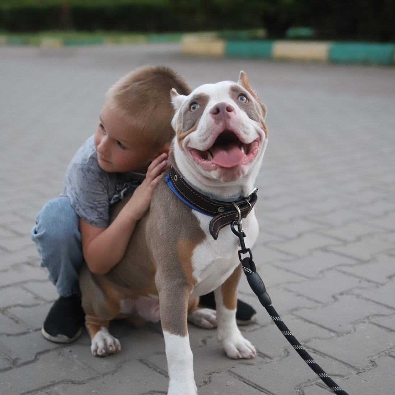 Фото галлерея американских булли. ПИТОМНИК СОБАК ПОРОДЫ АМЕРИКАНСКИЙ БУЛЛИ