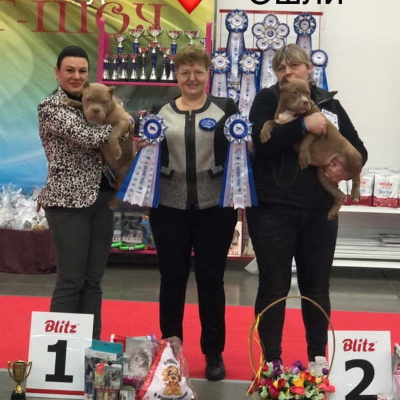 Фото галлерея американских булли. ПИТОМНИК СОБАК ПОРОДЫ АМЕРИКАНСКИЙ БУЛЛИ