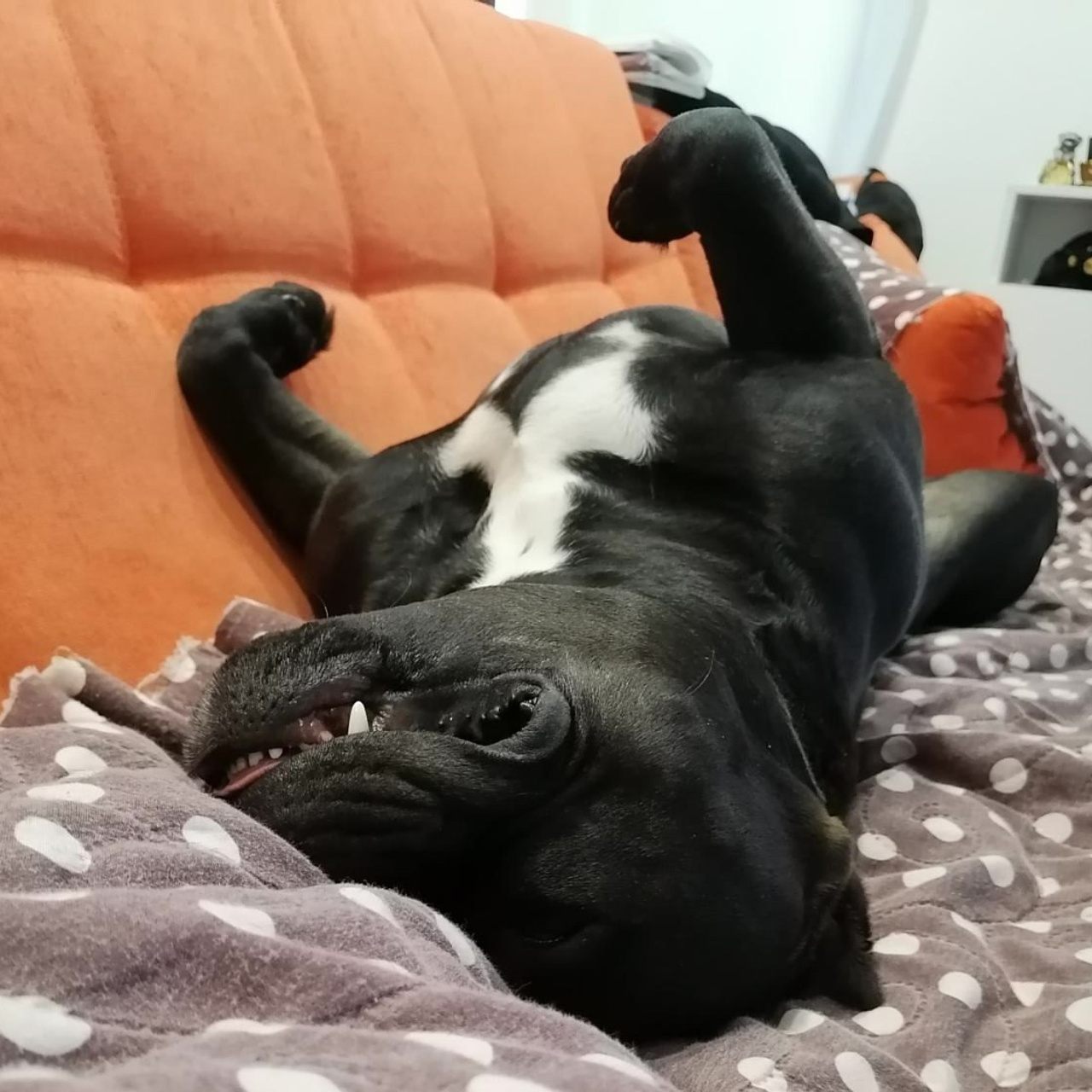 Фото галлерея американских булли. ПИТОМНИК СОБАК ПОРОДЫ АМЕРИКАНСКИЙ БУЛЛИ