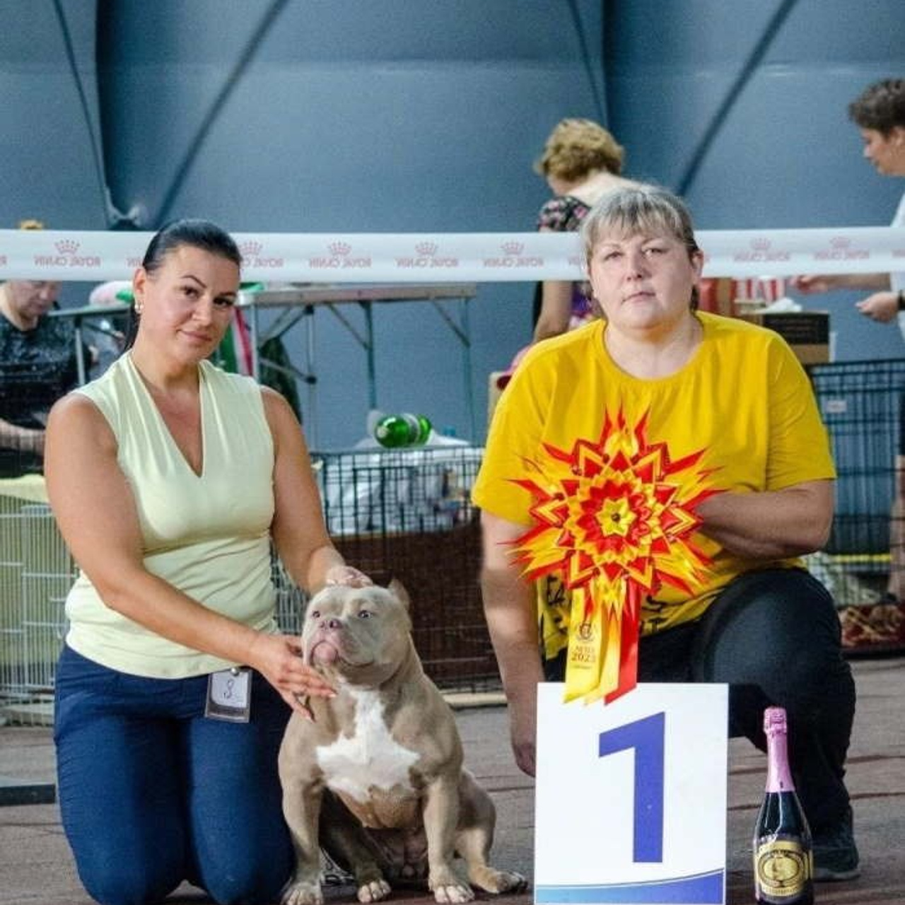 Фото галлерея американских булли. ПИТОМНИК СОБАК ПОРОДЫ АМЕРИКАНСКИЙ БУЛЛИ