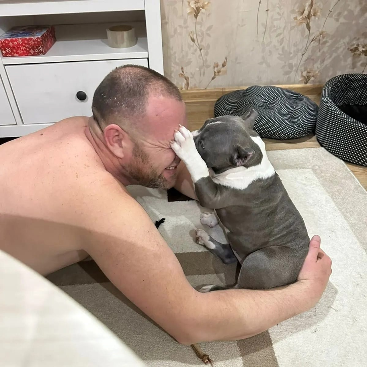 Фото галлерея американских булли. ПИТОМНИК СОБАК ПОРОДЫ АМЕРИКАНСКИЙ БУЛЛИ