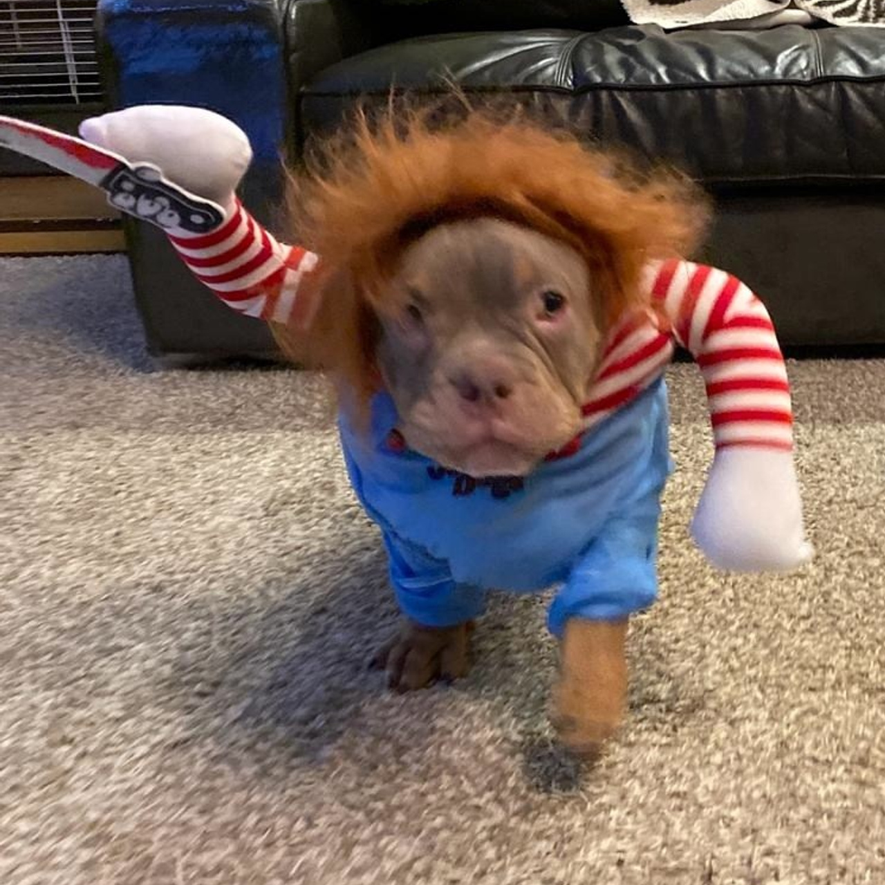 Фото галлерея американских булли. ПИТОМНИК СОБАК ПОРОДЫ АМЕРИКАНСКИЙ БУЛЛИ