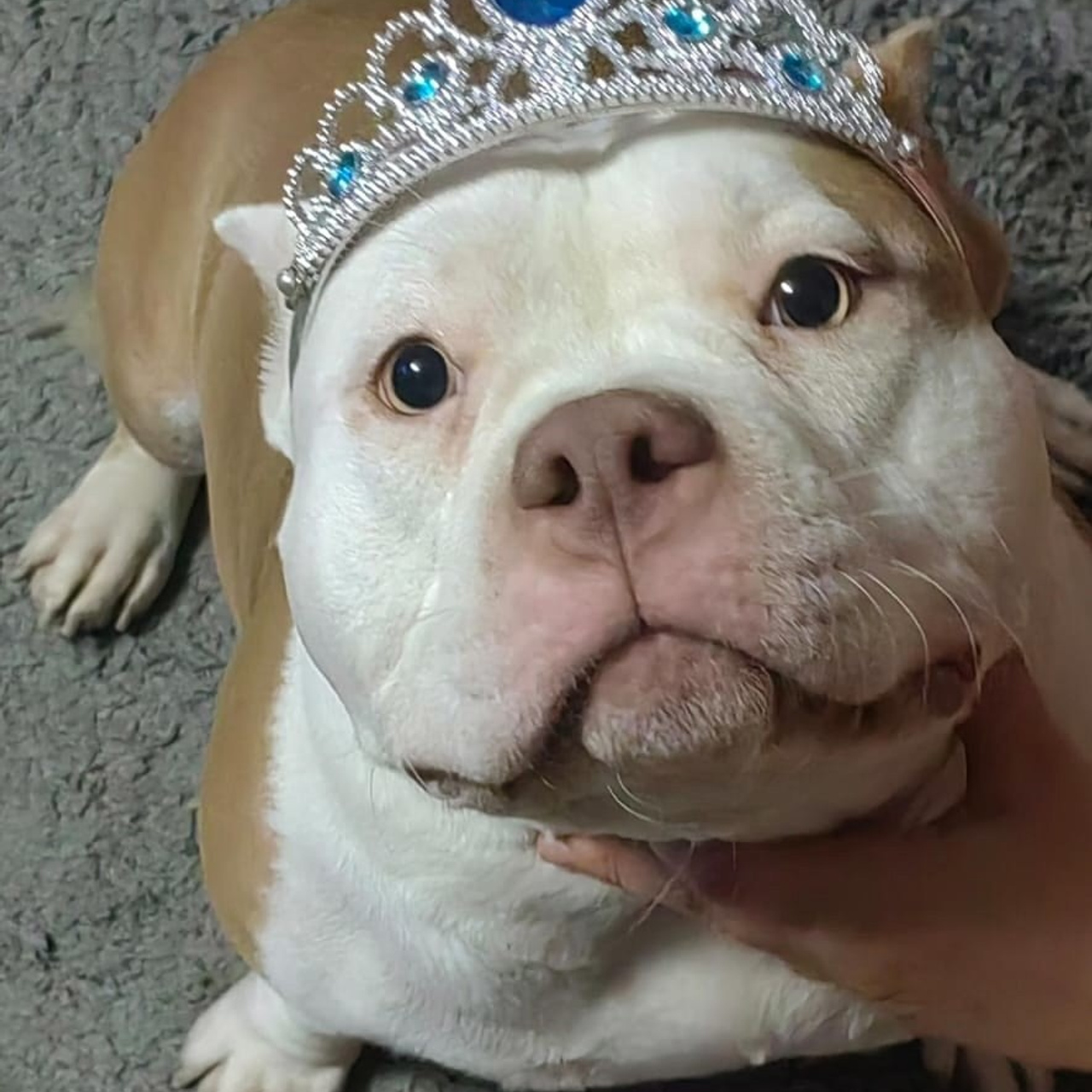 Фото галлерея американских булли. ПИТОМНИК СОБАК ПОРОДЫ АМЕРИКАНСКИЙ БУЛЛИ