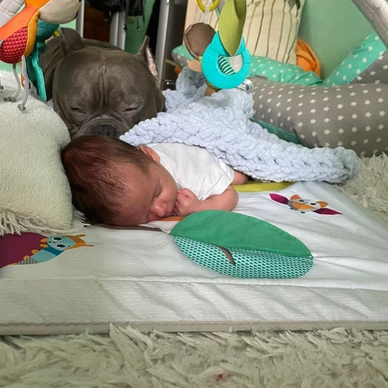 Фото галлерея американских булли. ПИТОМНИК СОБАК ПОРОДЫ АМЕРИКАНСКИЙ БУЛЛИ