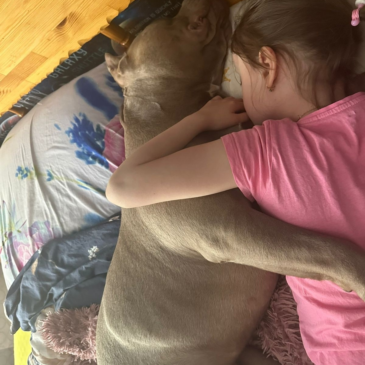 Фото галлерея американских булли. ПИТОМНИК СОБАК ПОРОДЫ АМЕРИКАНСКИЙ БУЛЛИ