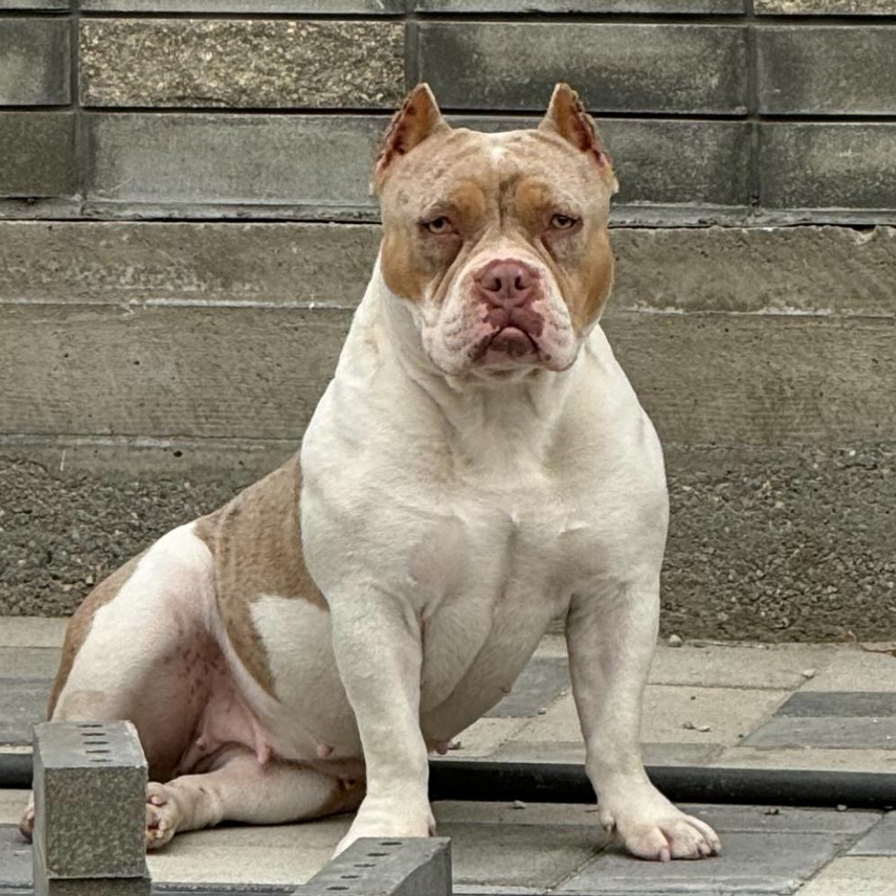 Отзывы сайта. ПИТОМНИК СОБАК ПОРОДЫ АМЕРИКАНСКИЙ БУЛЛИ