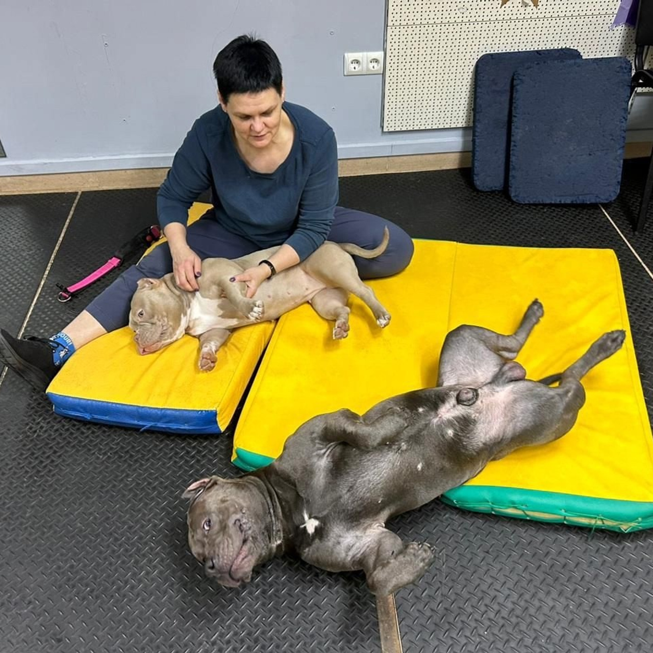 Фото галлерея американских булли. ПИТОМНИК СОБАК ПОРОДЫ АМЕРИКАНСКИЙ БУЛЛИ