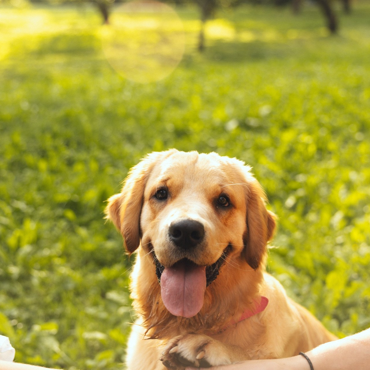 Отзывы. Фотограф Дарья Смирнова