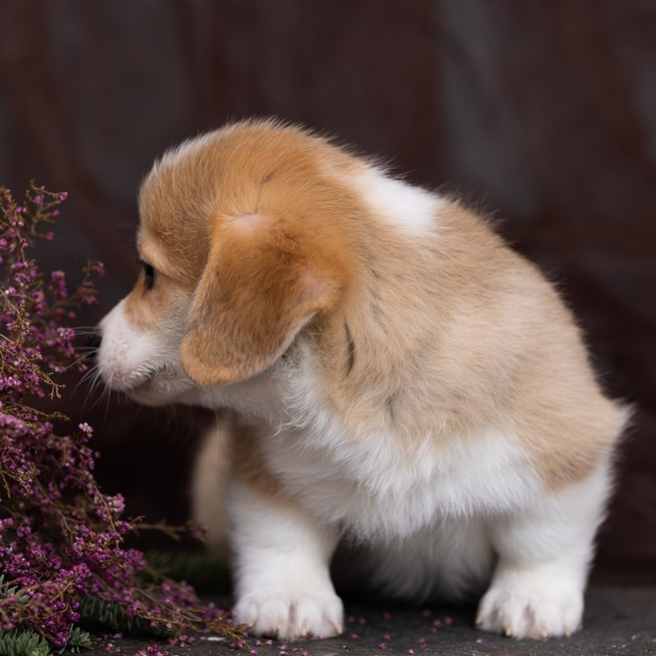 Отзывы. Фотограф Алена Звездина