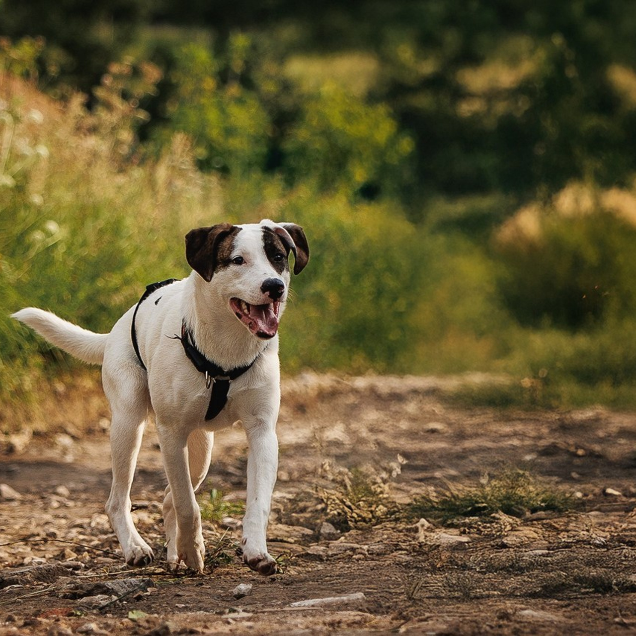 Отзывы. Фотограф-анималист в Москве и Подмосковье