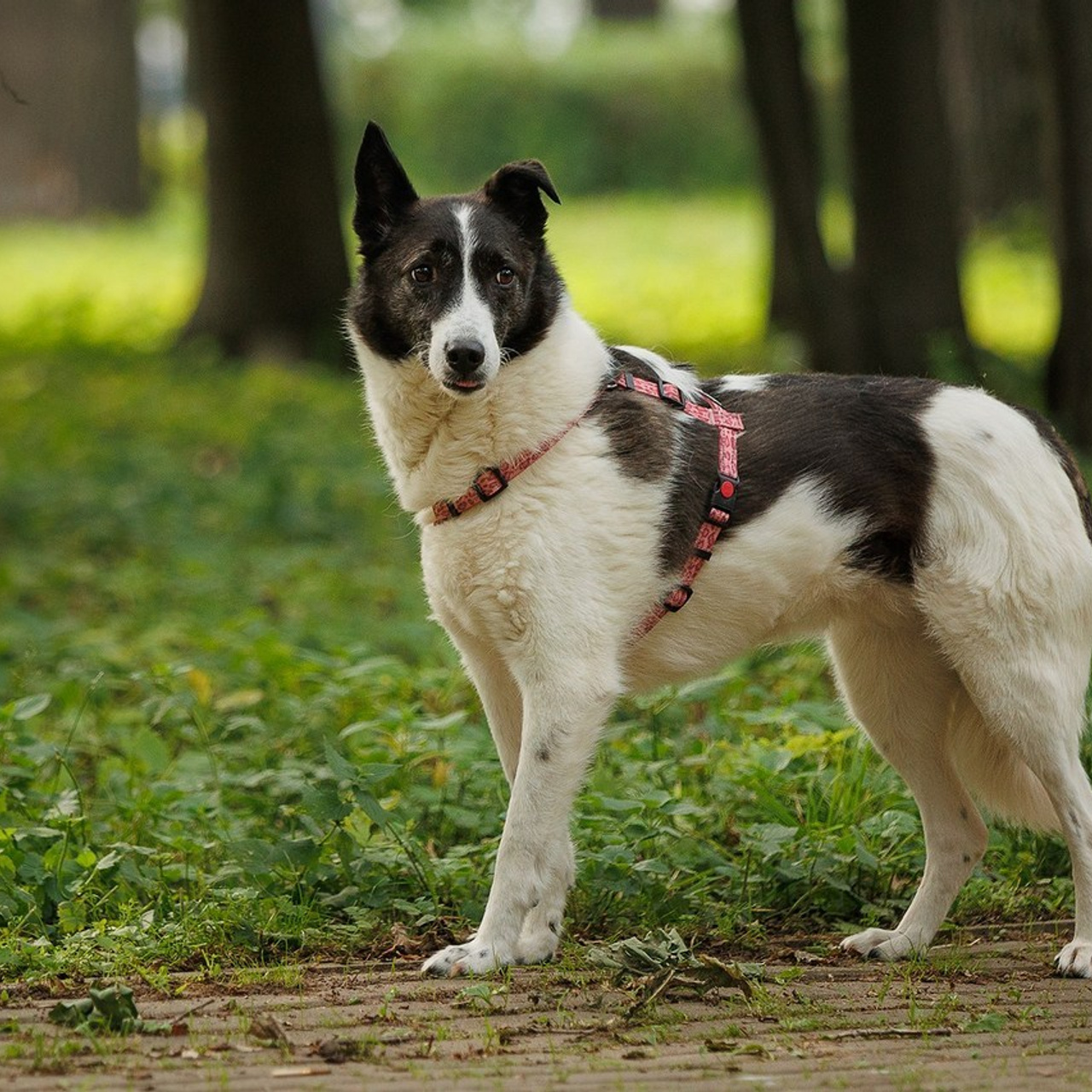 Отзывы. Фотограф-анималист в Москве и Подмосковье