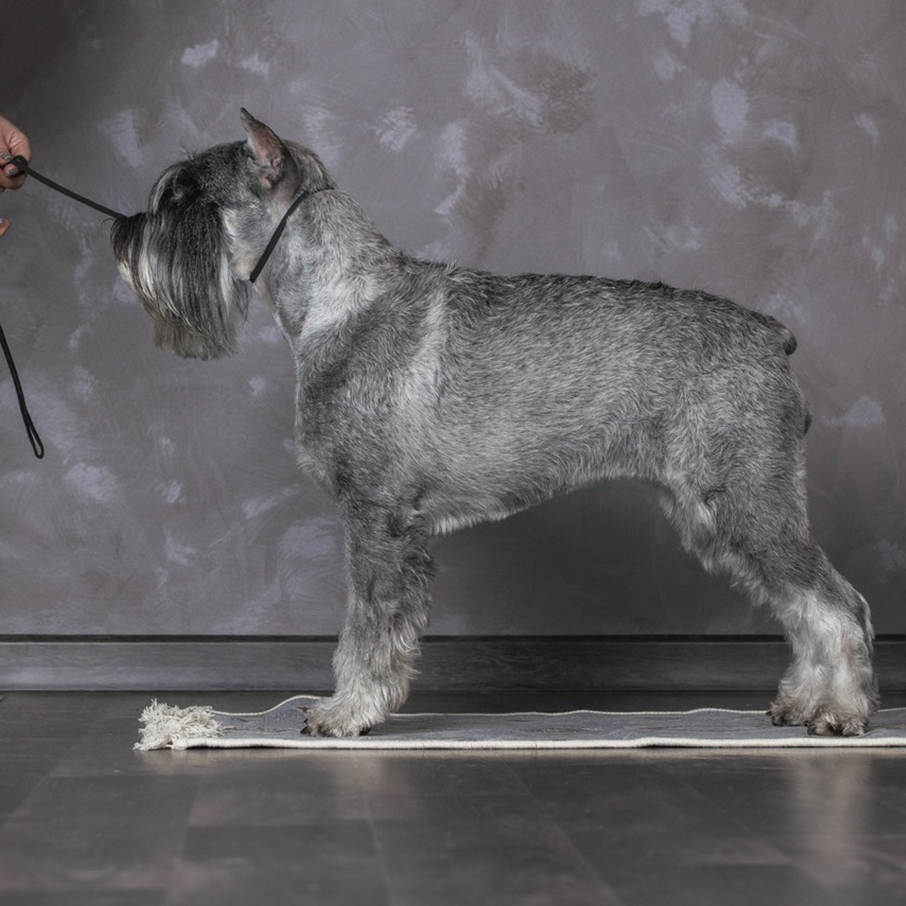 Отзывы. Фотограф для людей и их питомцев Вика Шальнева