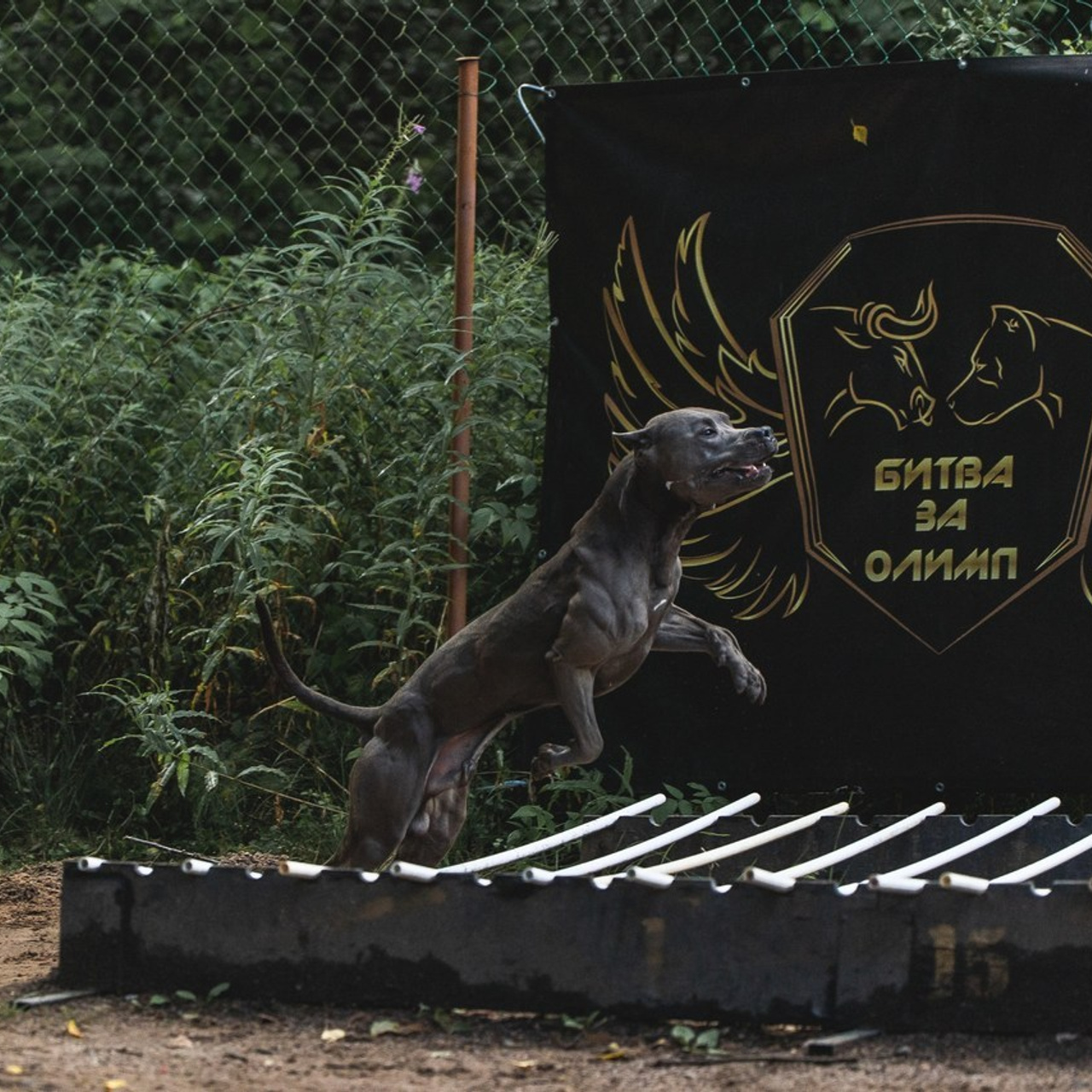 Отзывы. Фотограф для людей и их питомцев Вика Шальнева