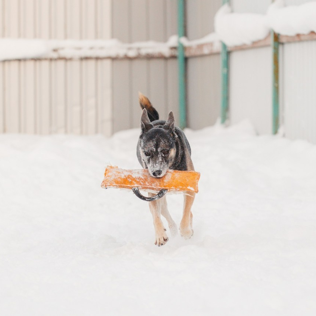 Отзывы. Фотограф для людей и их питомцев Вика Шальнева