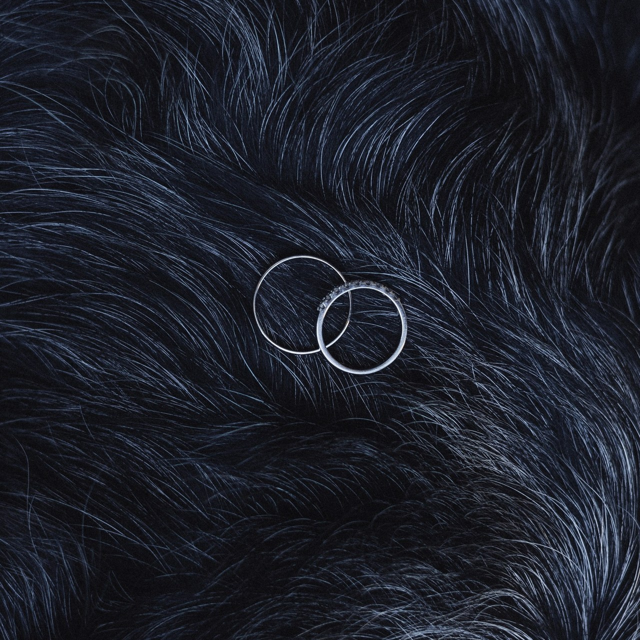 Отзывы. Фотограф для людей и их питомцев Вика Шальнева