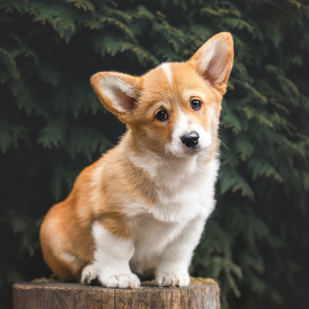 Отзывы. Фотограф для людей и их питомцев Вика Шальнева