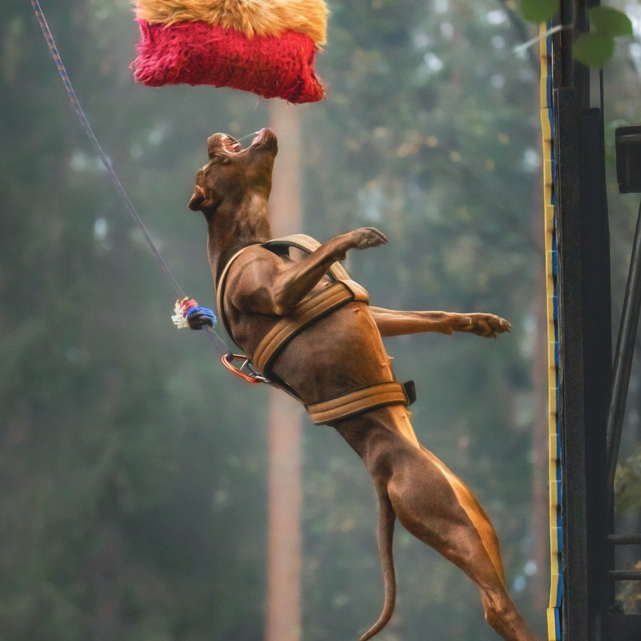 Отзывы. Фотограф для людей и их питомцев Вика Шальнева