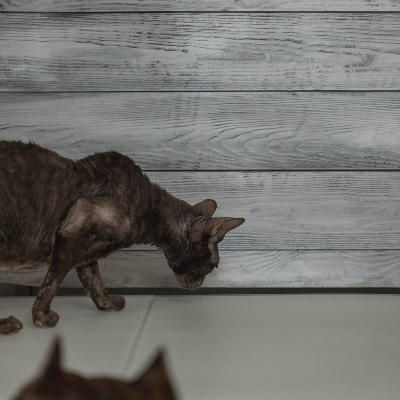 Отзывы. Фотограф для людей и их питомцев Вика Шальнева