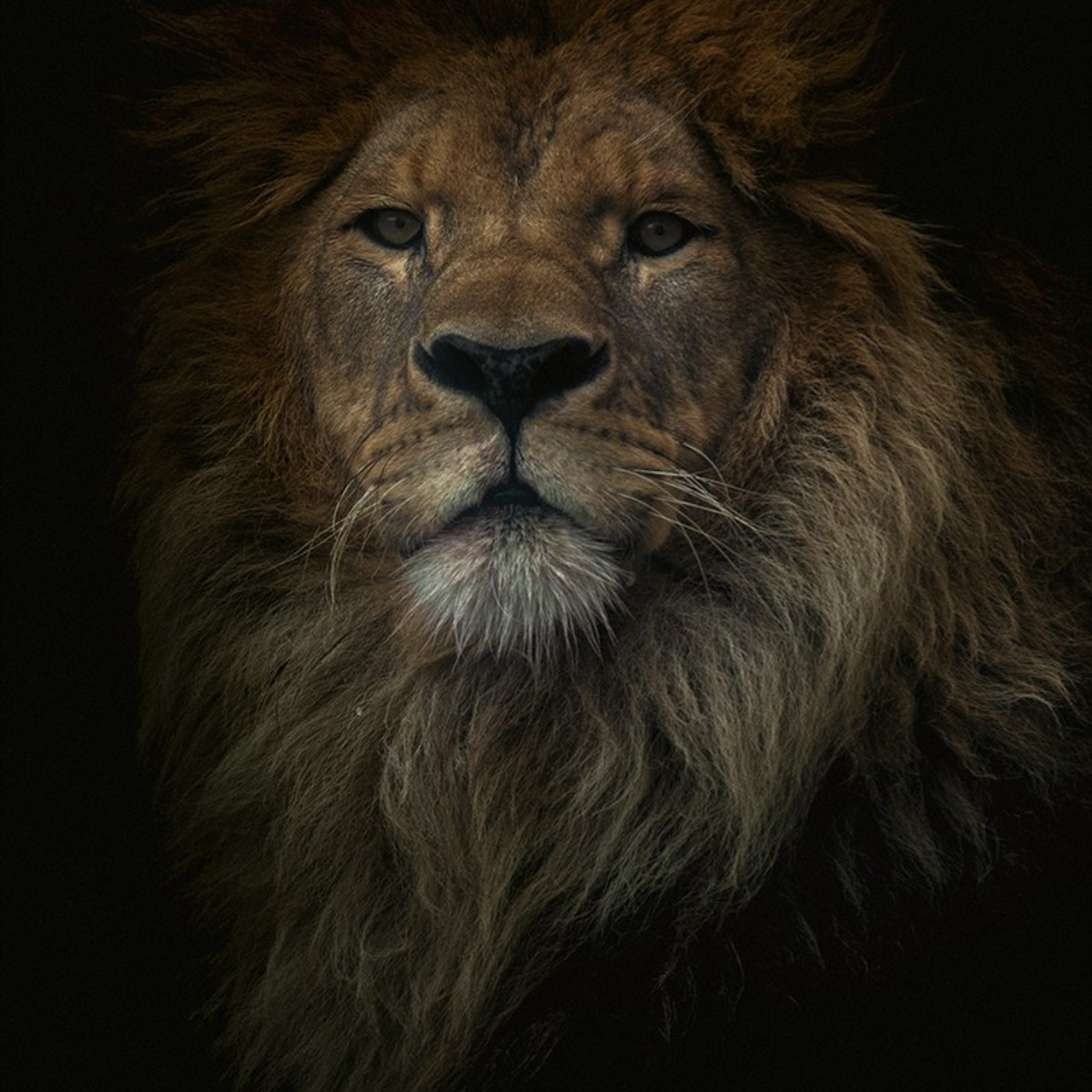 Анималистика