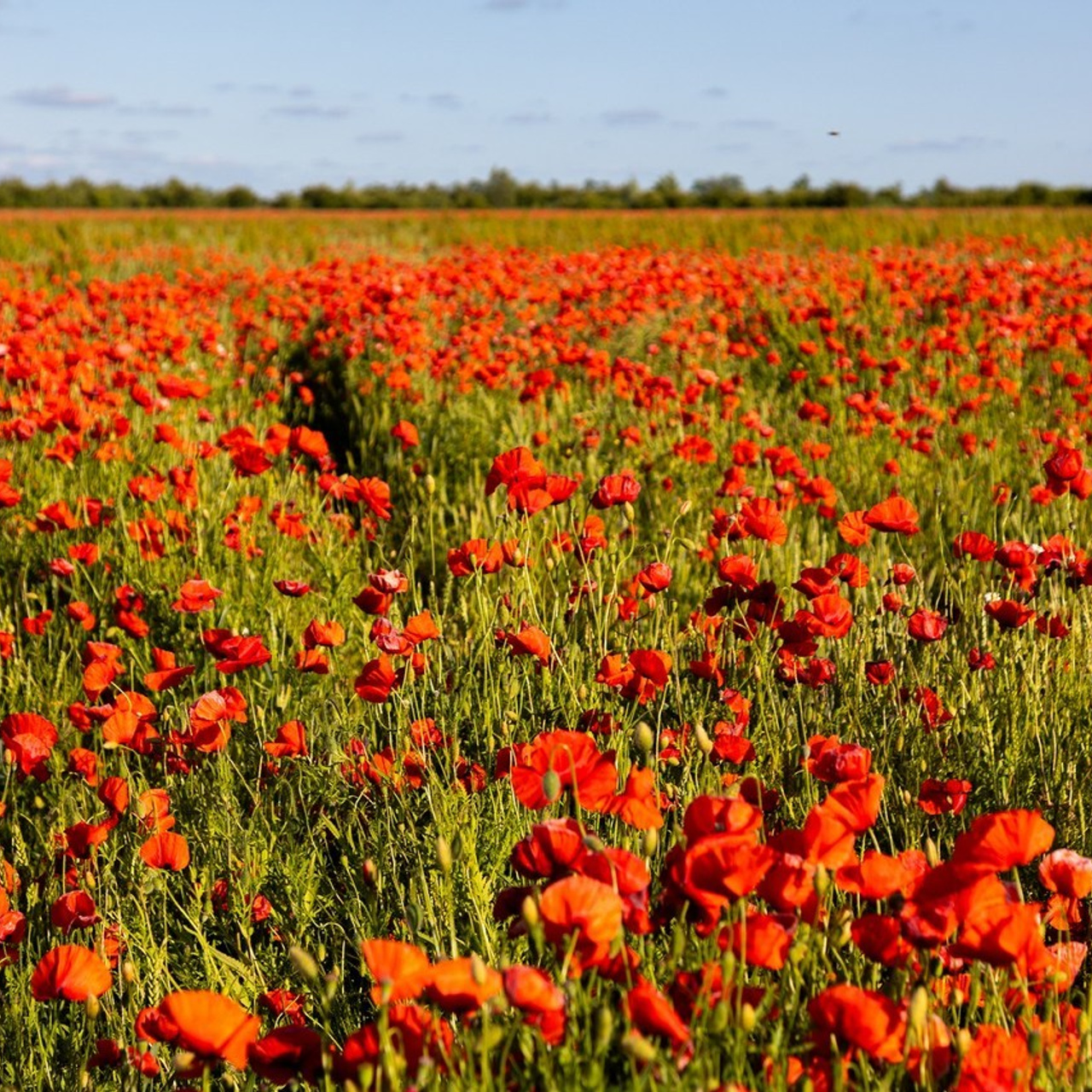 Отзывы. Свадебный и репортажный фотограф в Москве и Московской области