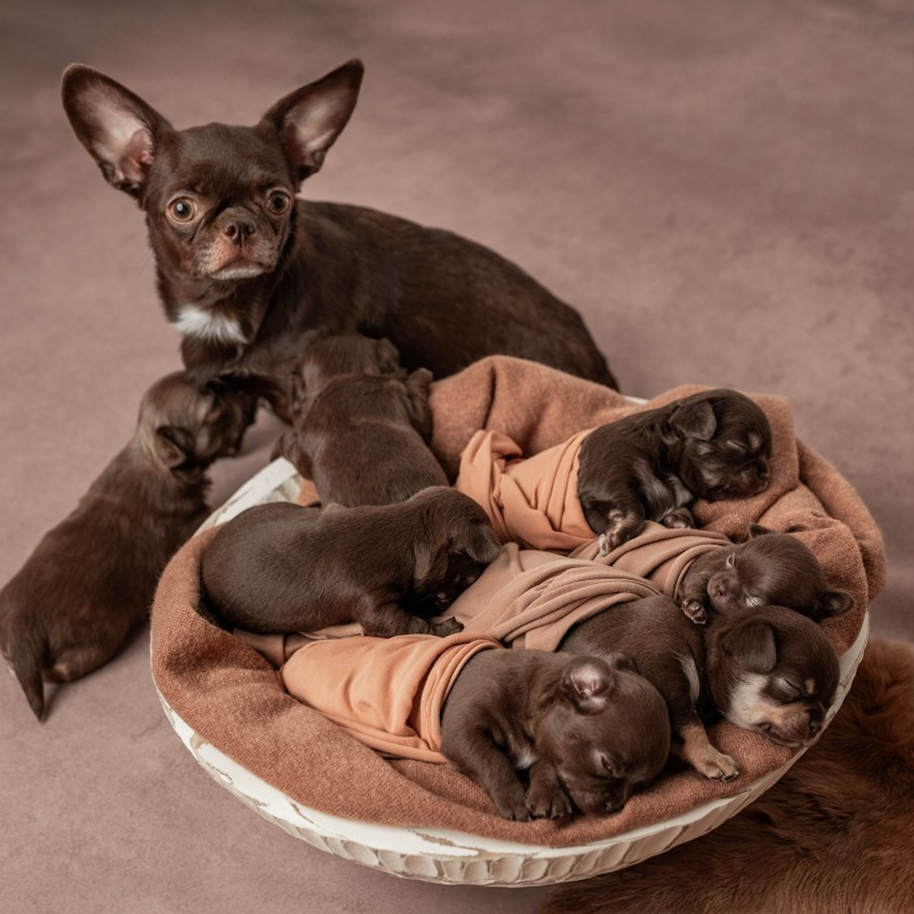 Отзывы. Фотограф новорожденных в Норильске Виктория Шагалиева