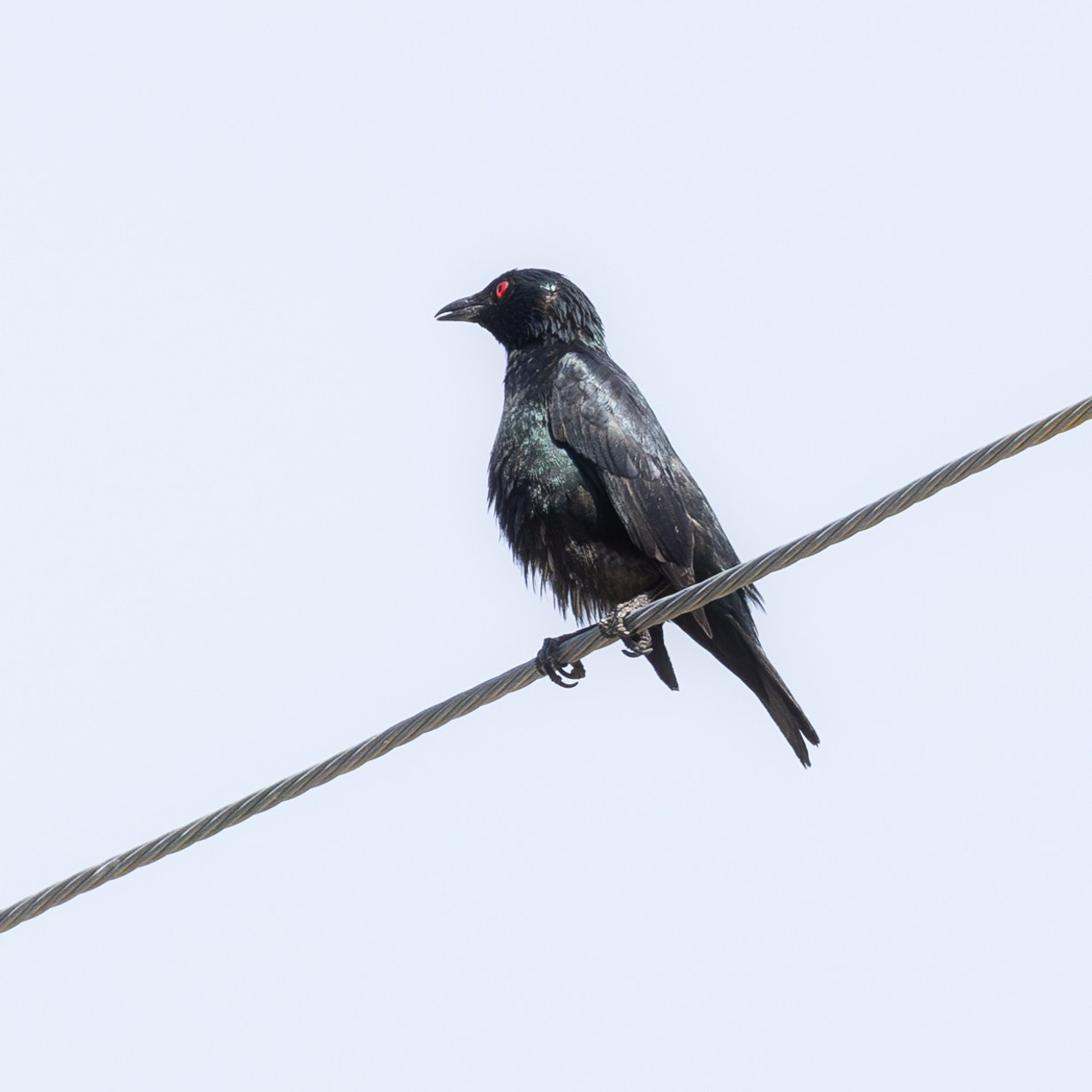Азиатский блестящий скворец