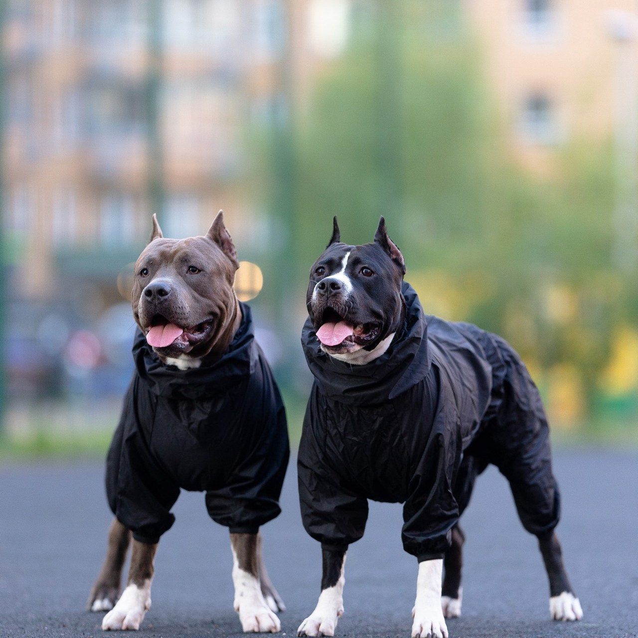 Отзывы. Фотограф и видеограф анималист Аганина Дарья