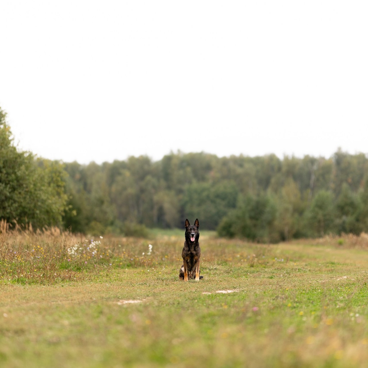 Отзывы. Фотограф и видеограф анималист Аганина Дарья