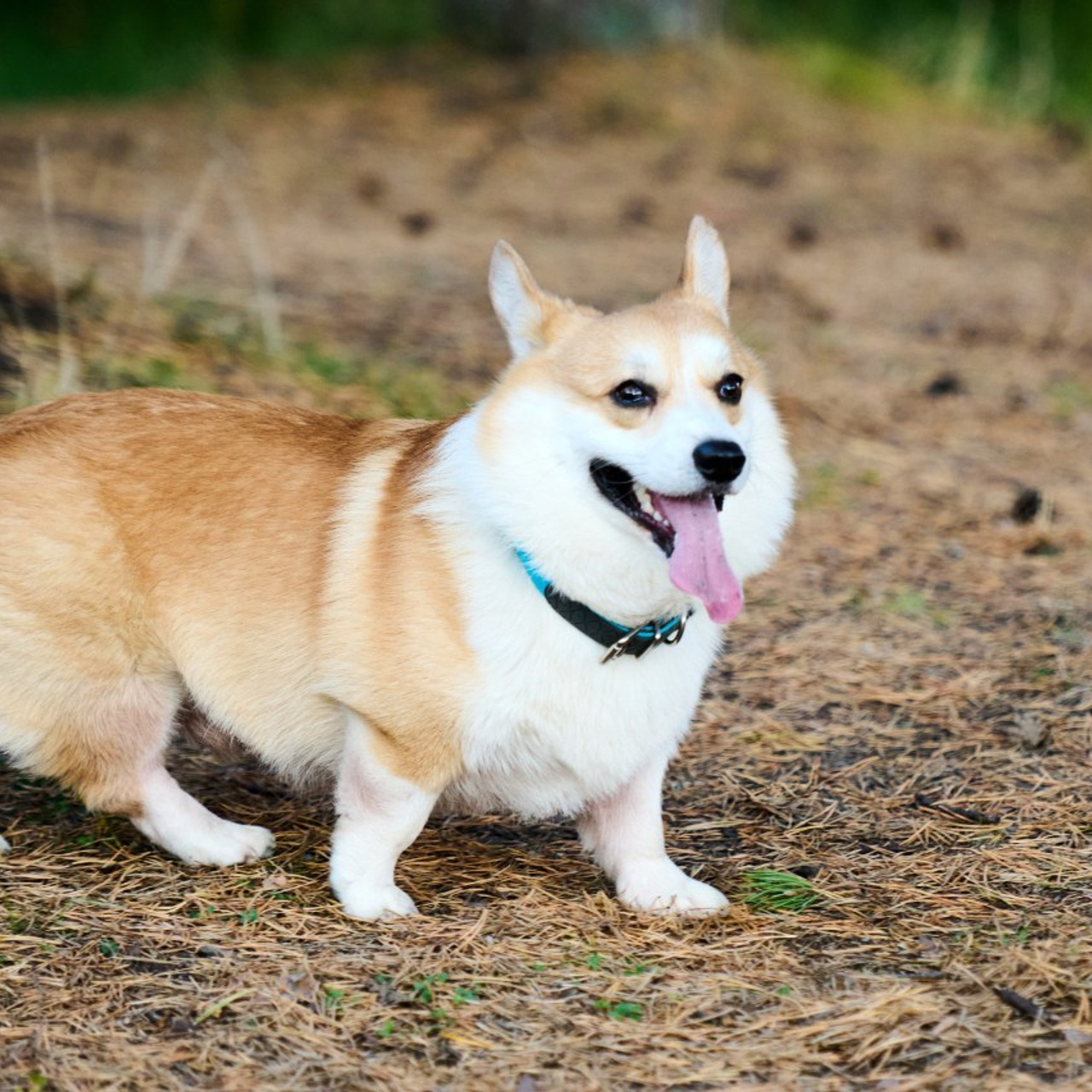 Отзывы. Репортажный и семейный фотограф — Шелихов Сергей