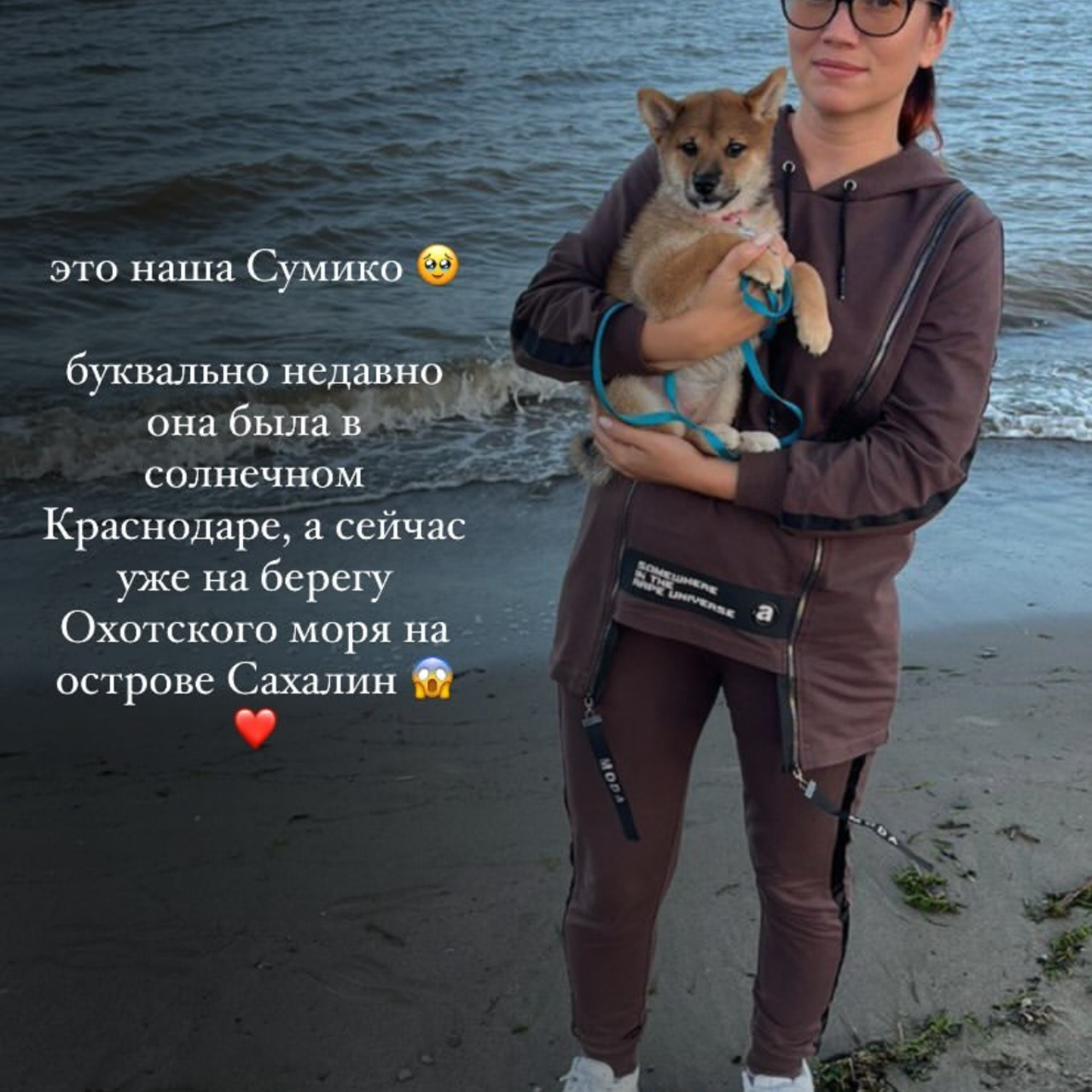 Питомник сиба-ину «Sharm Grais» в Краснодаре