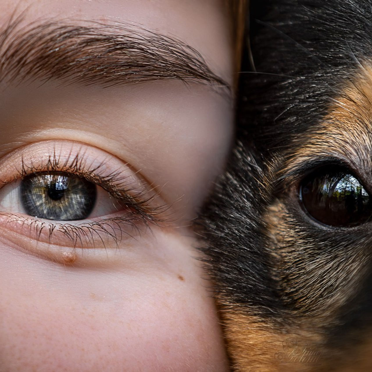 Отзывы. Ирина Голомб|Фотограф-анималист в  Сочи и Калининграде