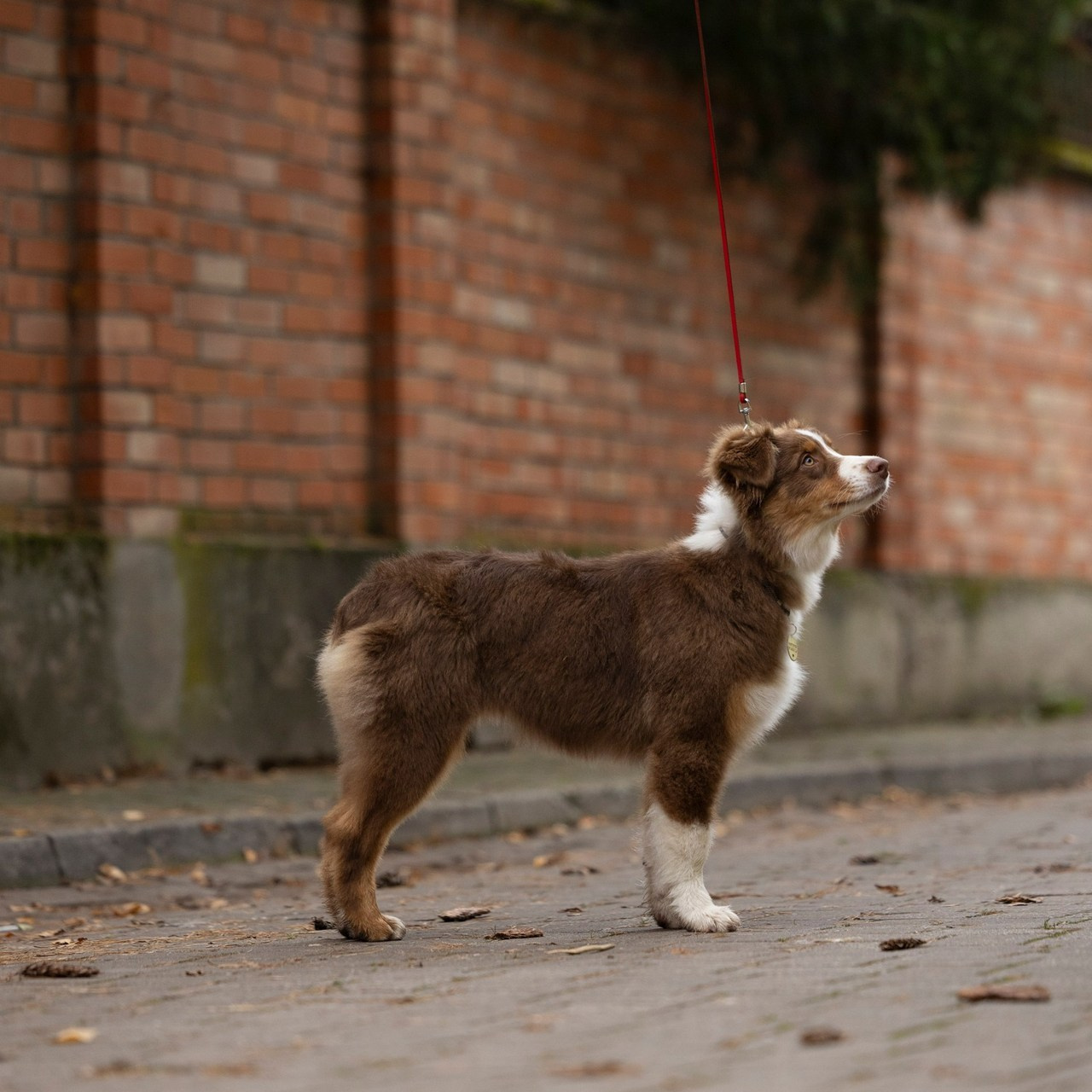Отзывы. Ирина Голомб|Фотограф-анималист в  Сочи и Калининграде