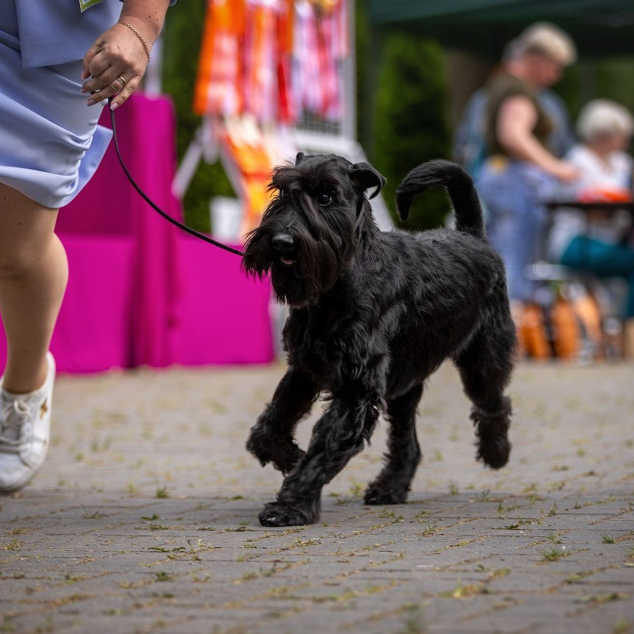 Отзывы. Ирина Голомб|Фотограф-анималист в  Сочи и Калининграде