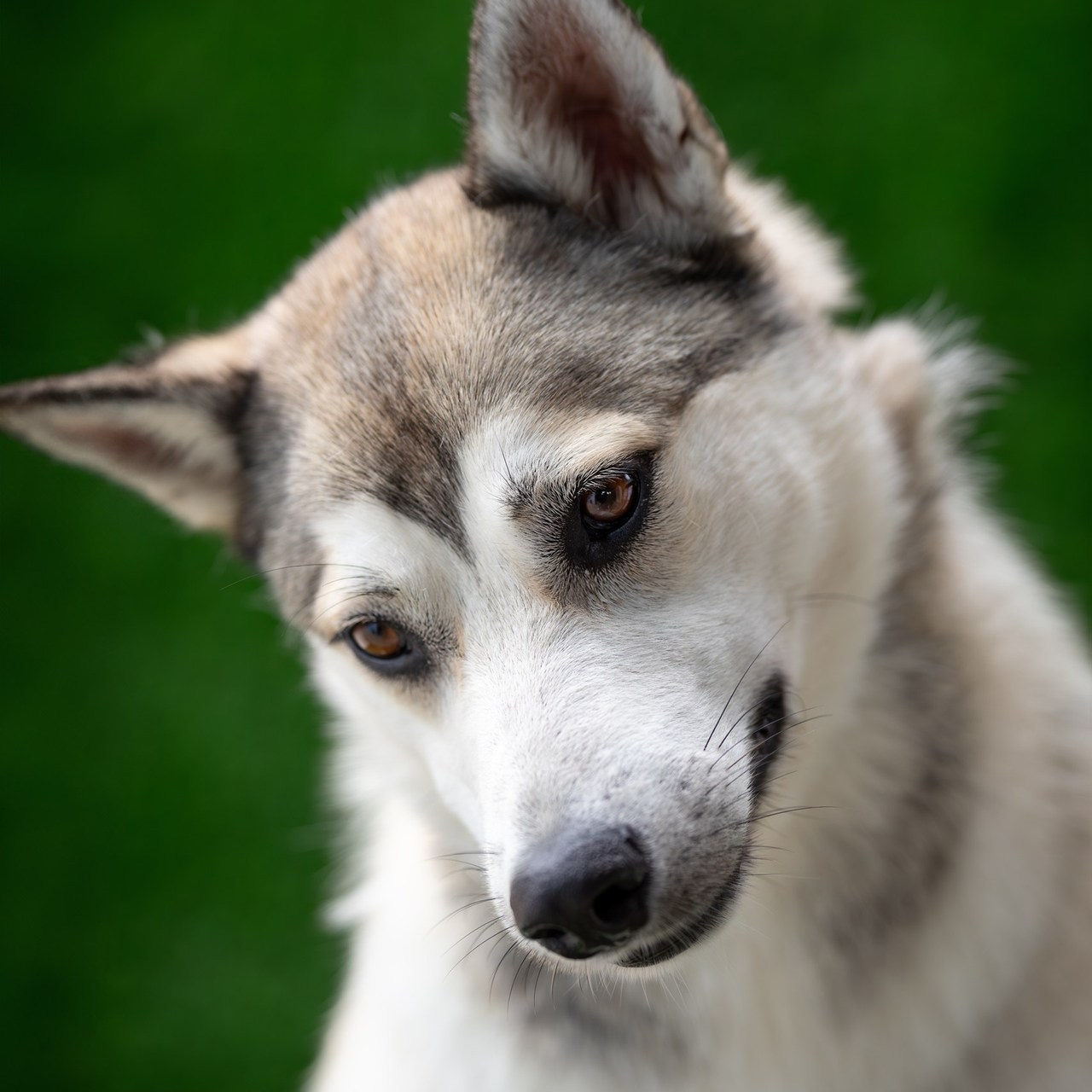 Отзывы. Ирина Голомб|Фотограф-анималист в  Сочи и Калининграде