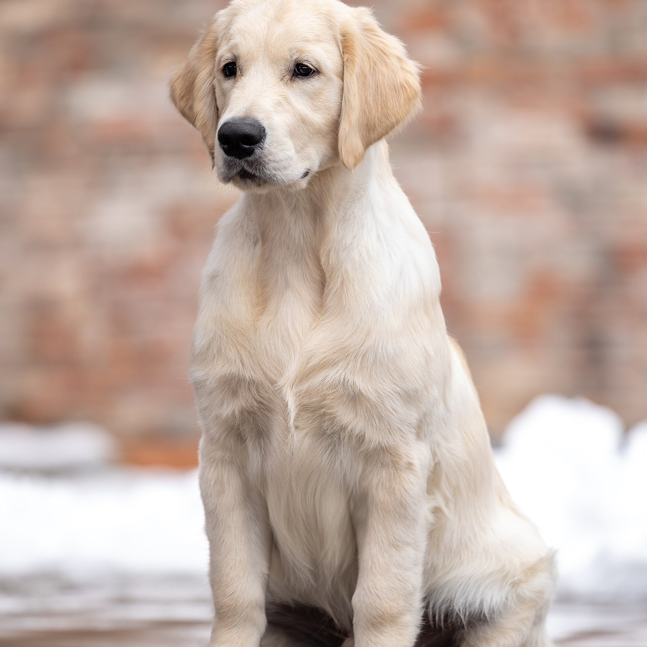 Отзывы. Ирина Голомб|Фотограф-анималист в  Сочи и Калининграде