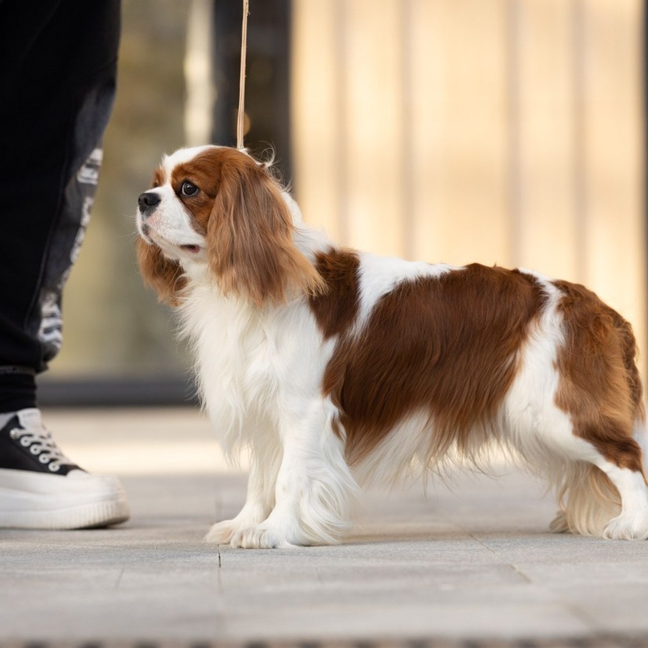 Отзывы. Ирина Голомб|Фотограф-анималист в  Сочи и Калининграде