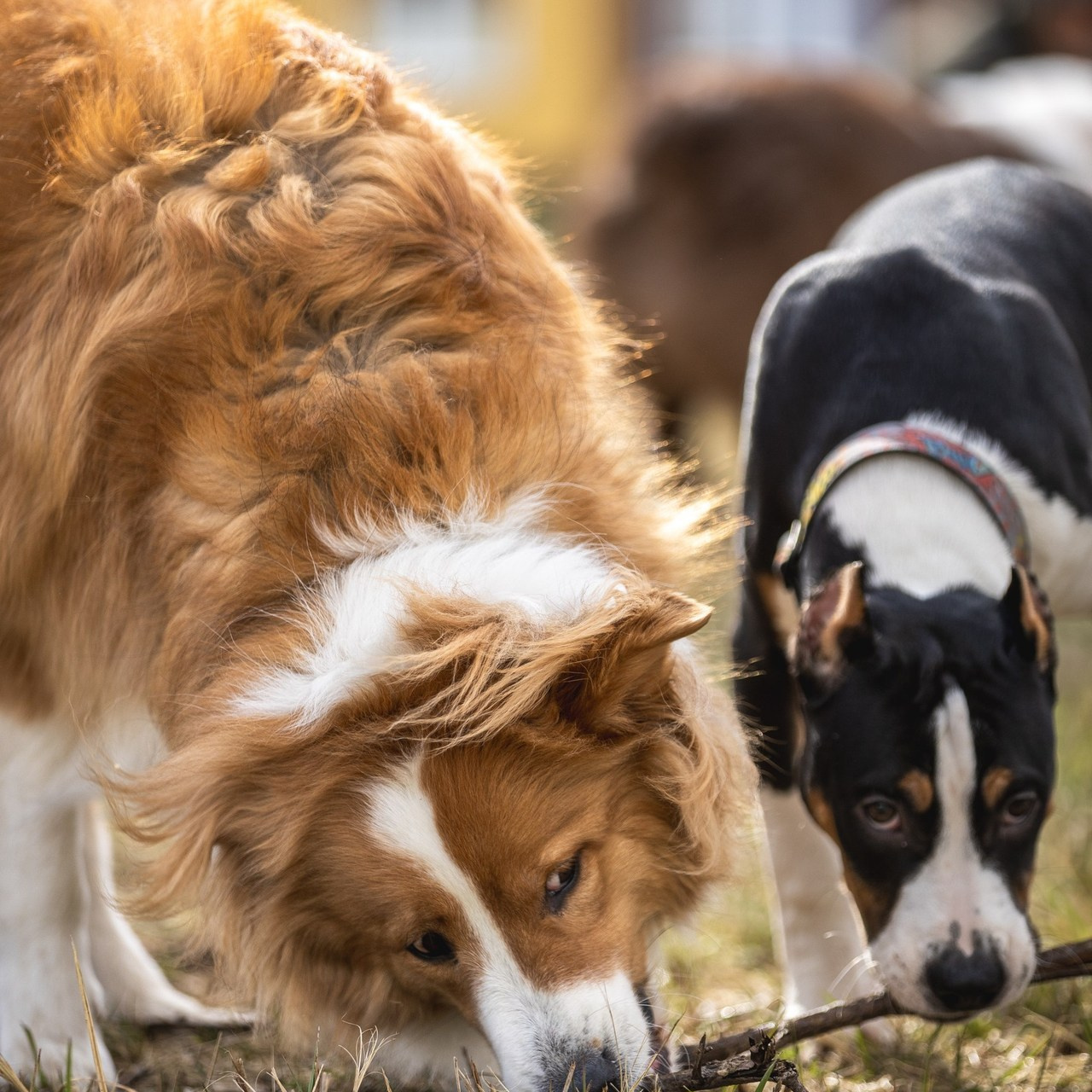 Отзывы. Ирина Голомб|Фотограф-анималист в  Сочи и Калининграде