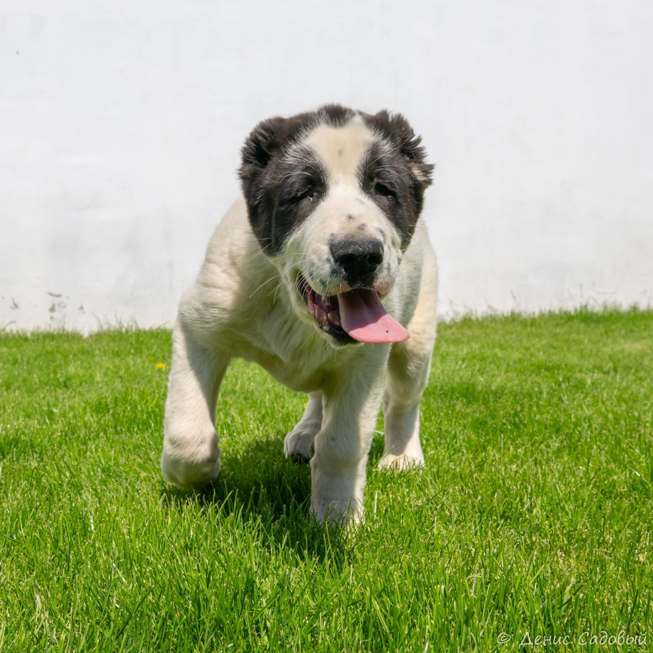 Отзывы. Денис Садовый фотограф Севастополь