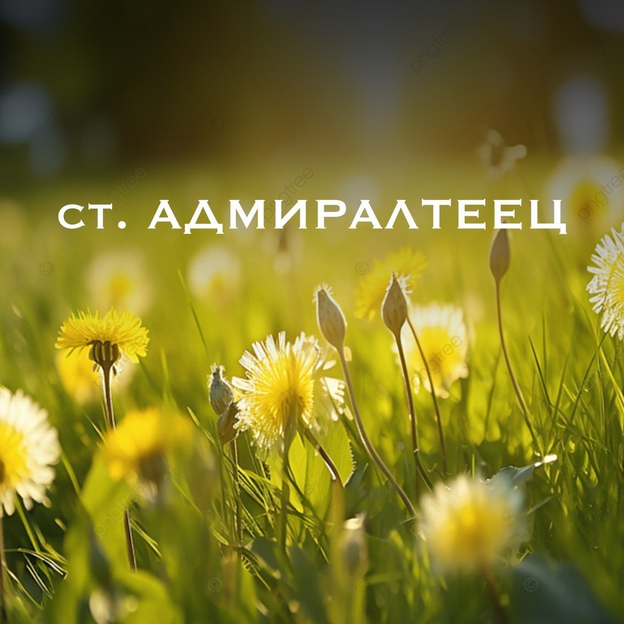 Отзывы. Фотограф — анималист в Санкт — Петербурге Анна Орис