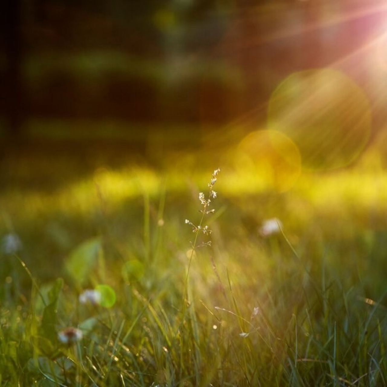 Отзывы. Фотограф — анималист в Санкт — Петербурге Анна Орис