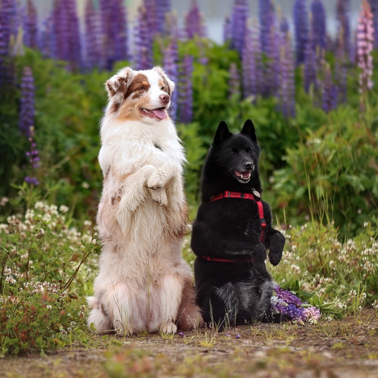 Отзывы. Фотограф — анималист в Санкт — Петербурге Анна Орис