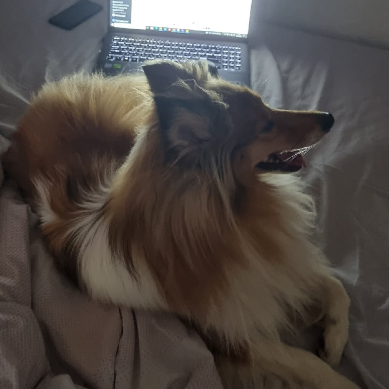 Отзывы. Питомник собак Westerly Wind Москва и МО