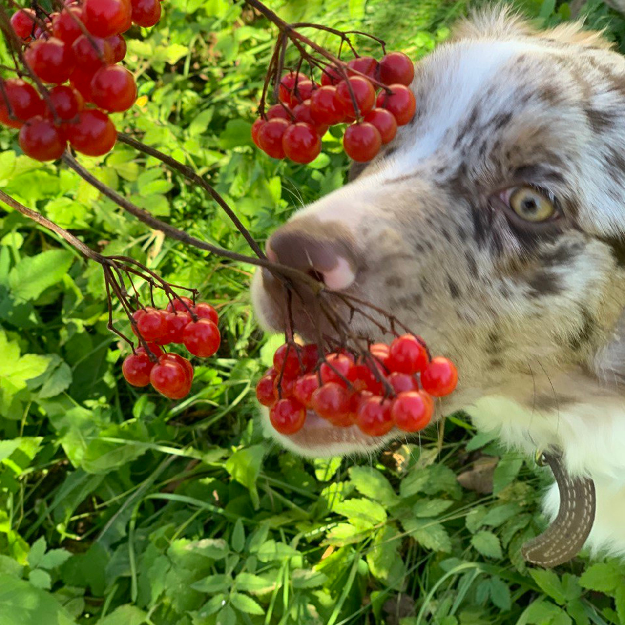 Отзывы. Питомник собак Westerly Wind Москва и МО