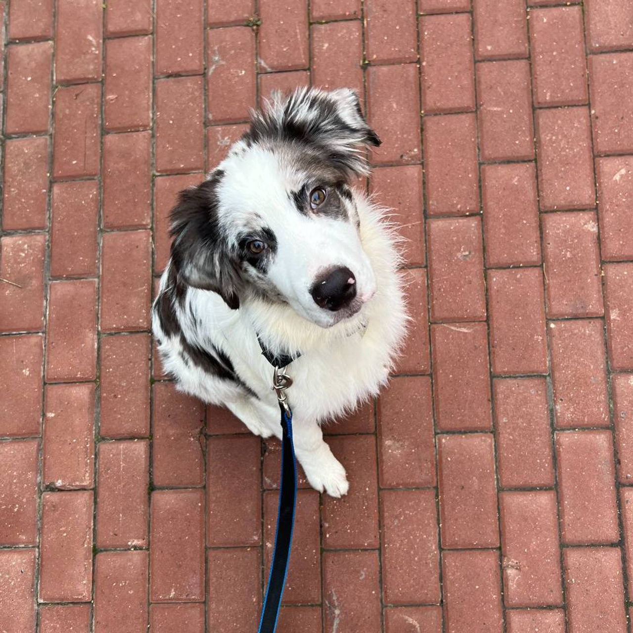 Отзывы. Питомник собак Westerly Wind Москва и МО